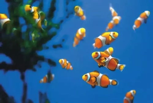 春節(jié)的昆明 鮮花與海洋的新奇組合重裝上陣